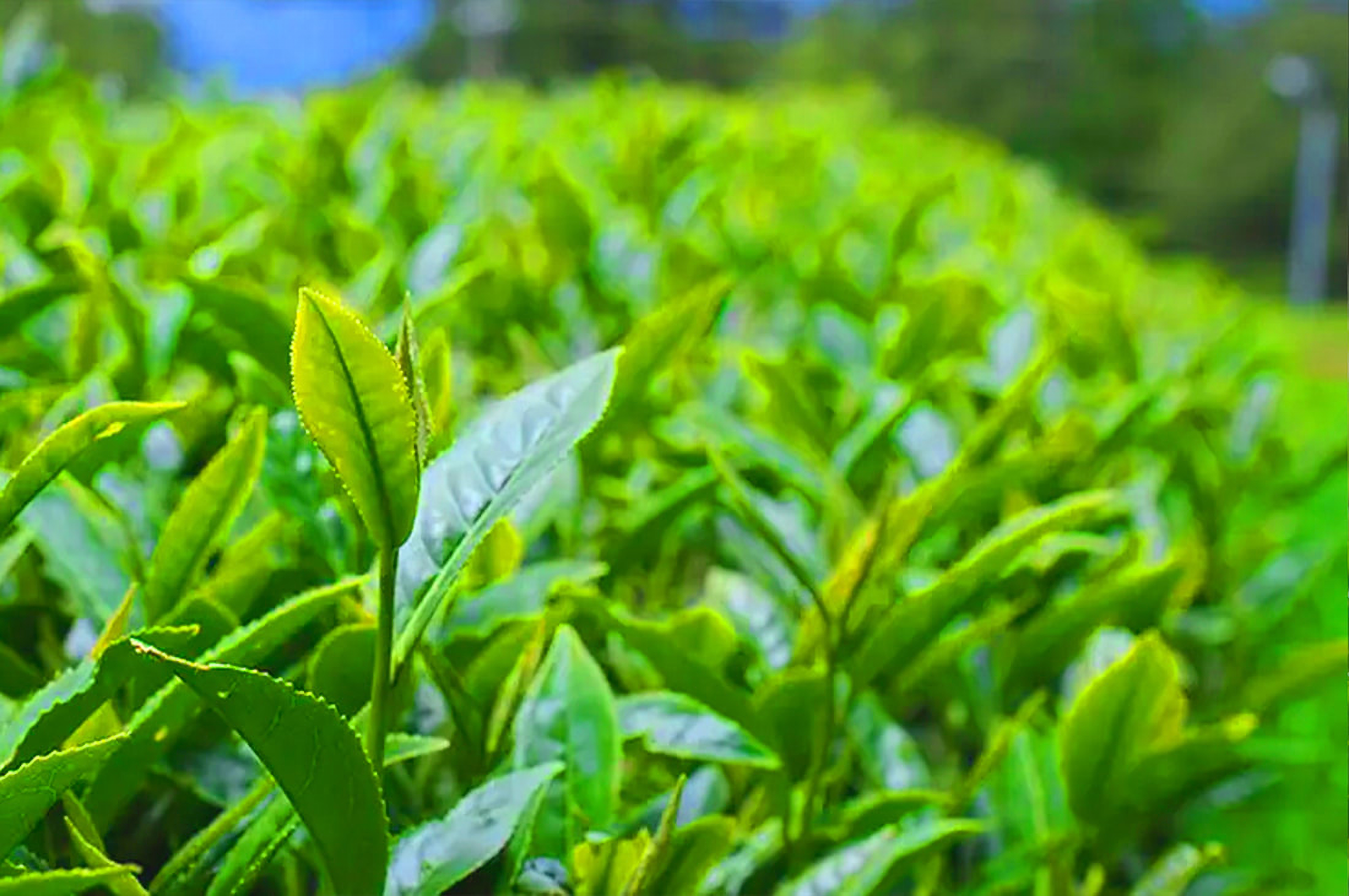 梨山福壽山茶